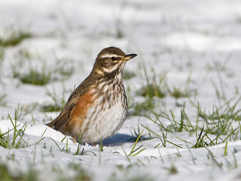 Turdus iliacus Koperwiek Redwing